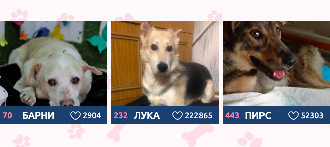 Фото Феномен Лучика: сотни тысяч людей голосуют за безлапого пса в конкурсе «Главный пёсик Новосибирска» 2